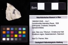 Foto (Objekt + Etiketten) von Goniodromites bidentatus (Reuss, 1858) 